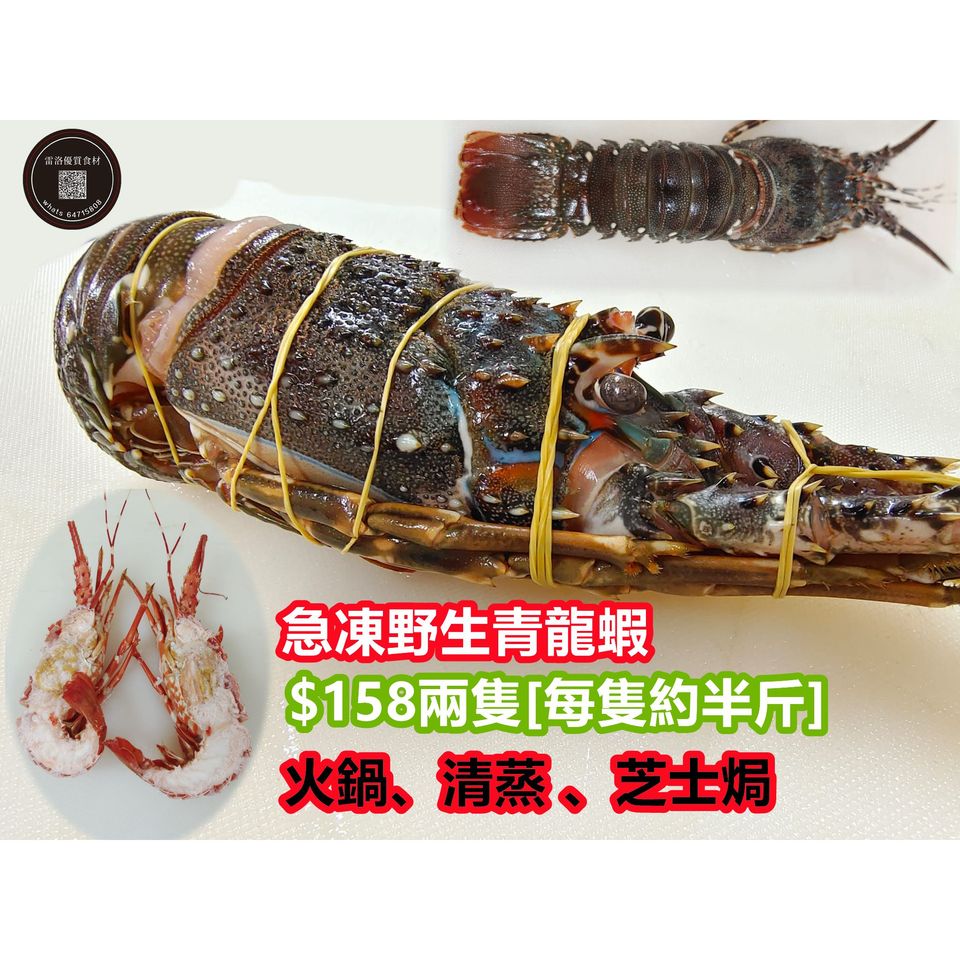 急凍野生青龍蝦 雷洛海鮮優質食材