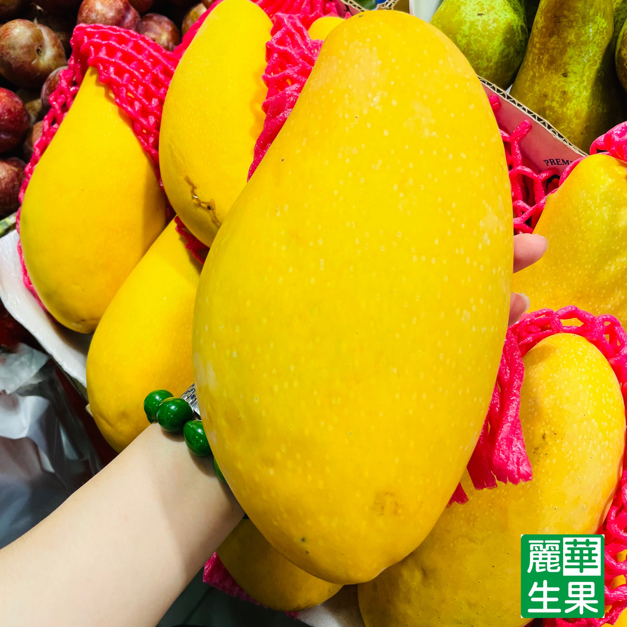 【特大台灣水仙芒】
