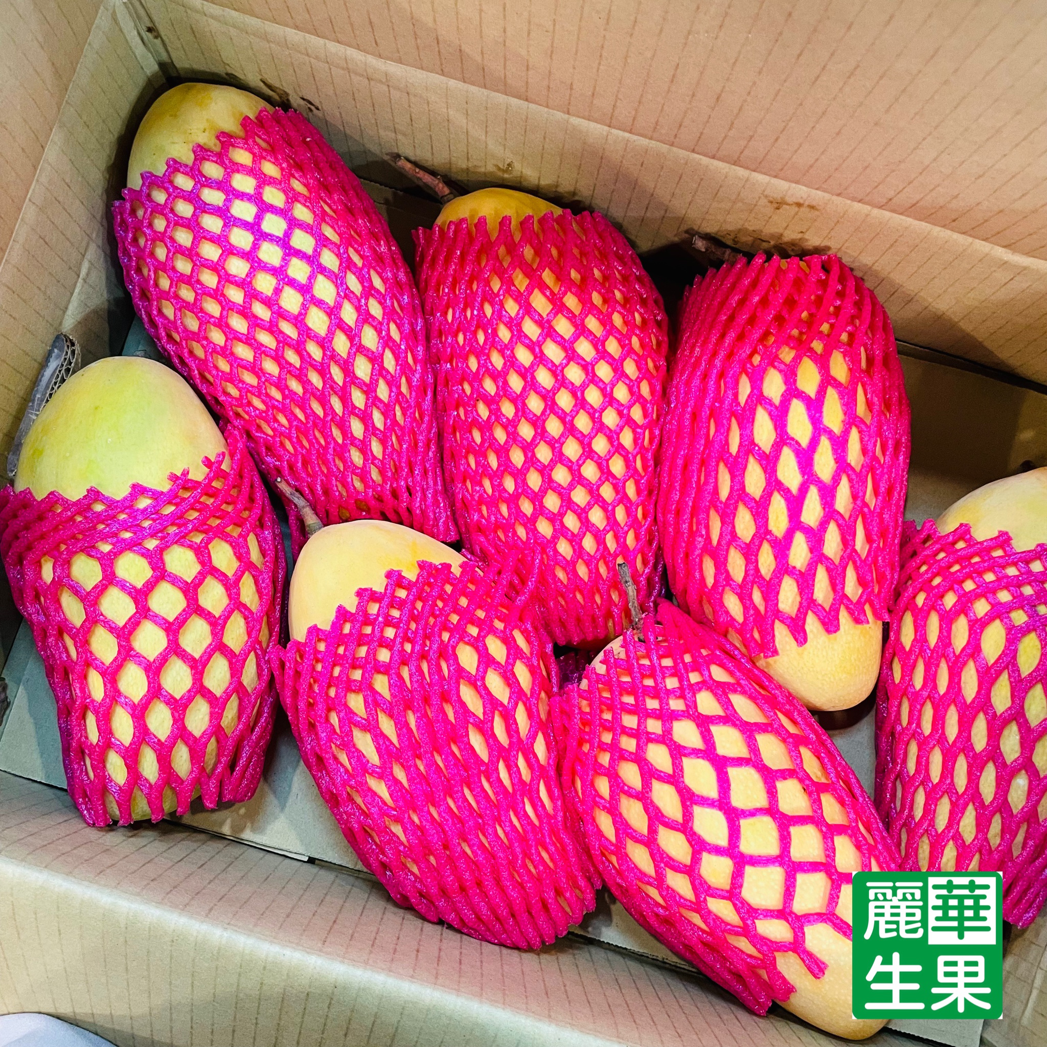 【特大台灣水仙芒】