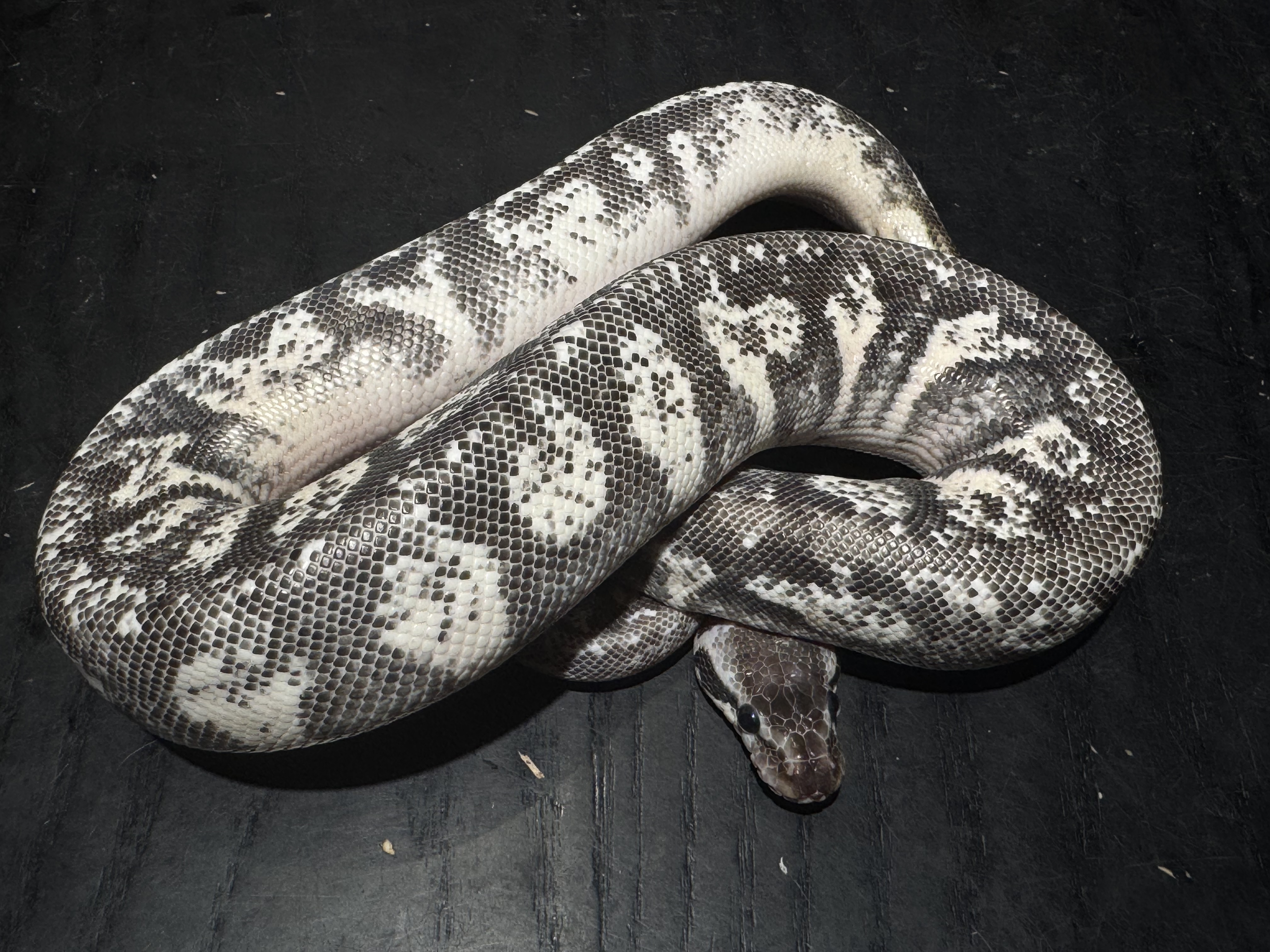 24 Super Pastel Orange Dream Specter or Yellow Belly +？ 0.1