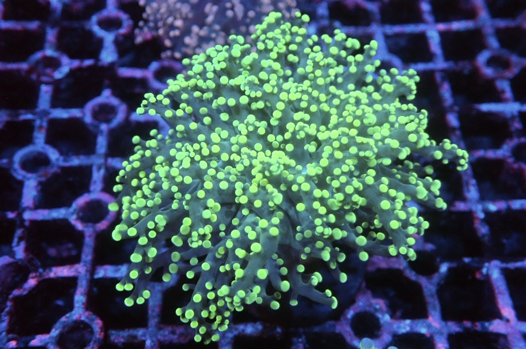 F4 啫喱（大約3吋）