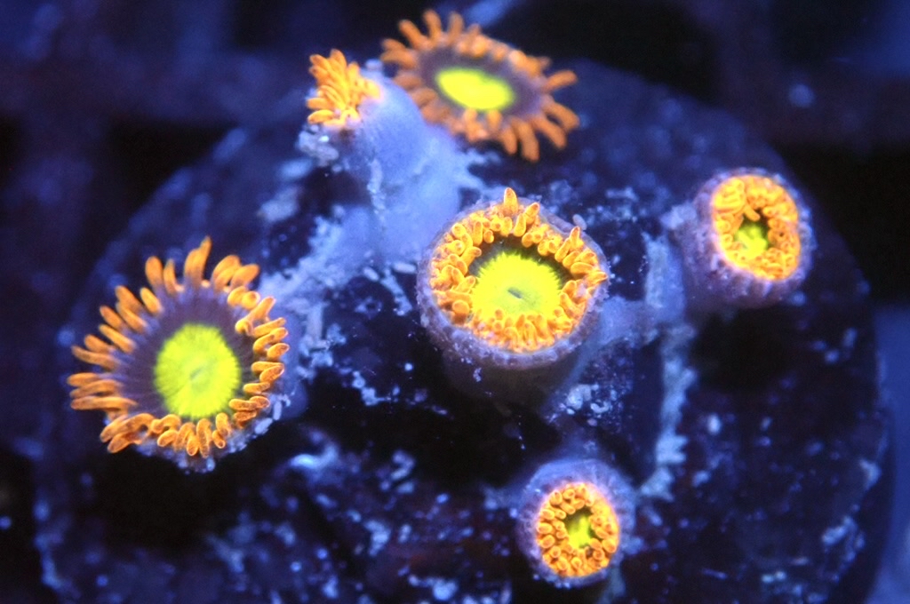 Z7 多頭 鈕扣（frag座2cm)