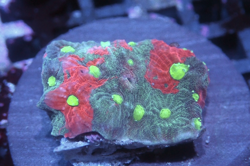 N29（開大約1.吋）