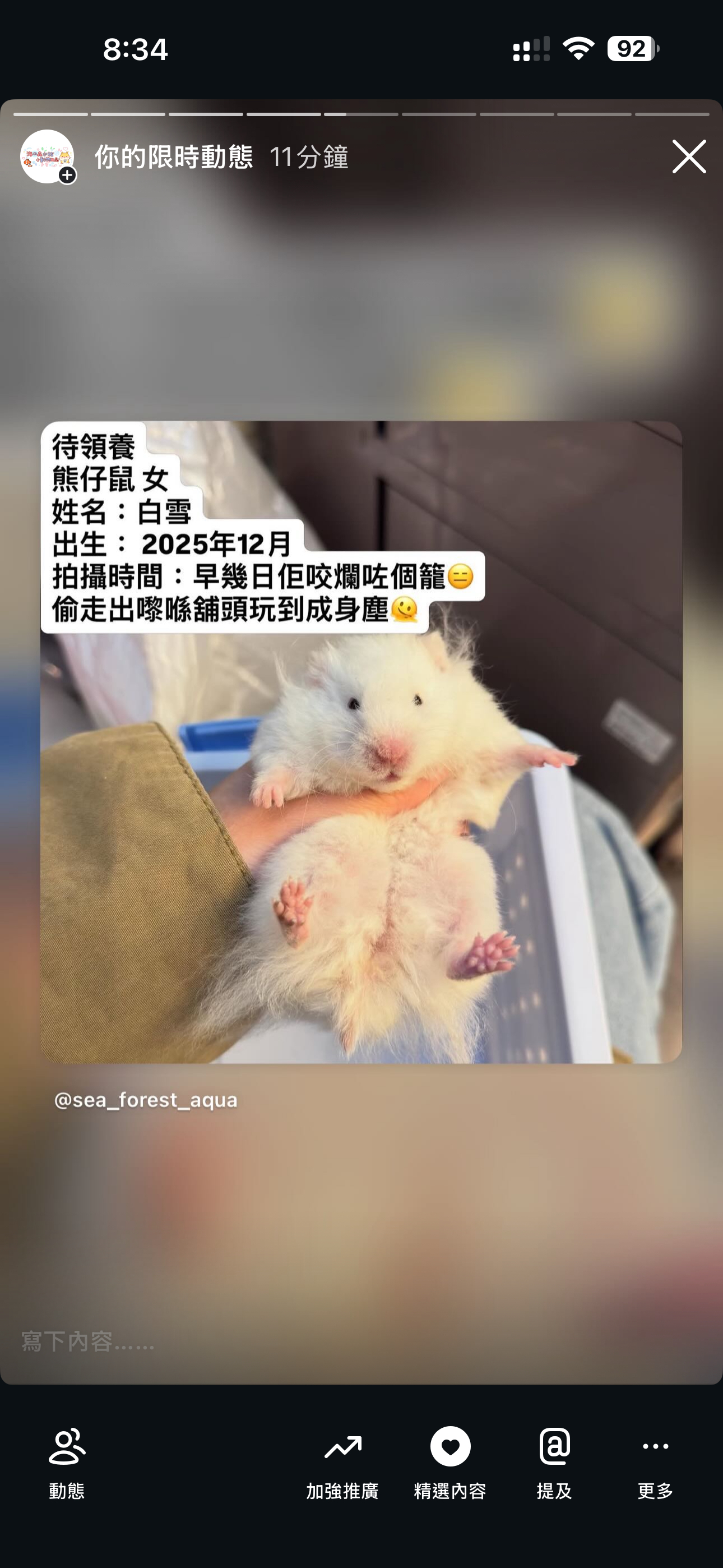 熊仔鼠/倉鼠領養🐹只限門市