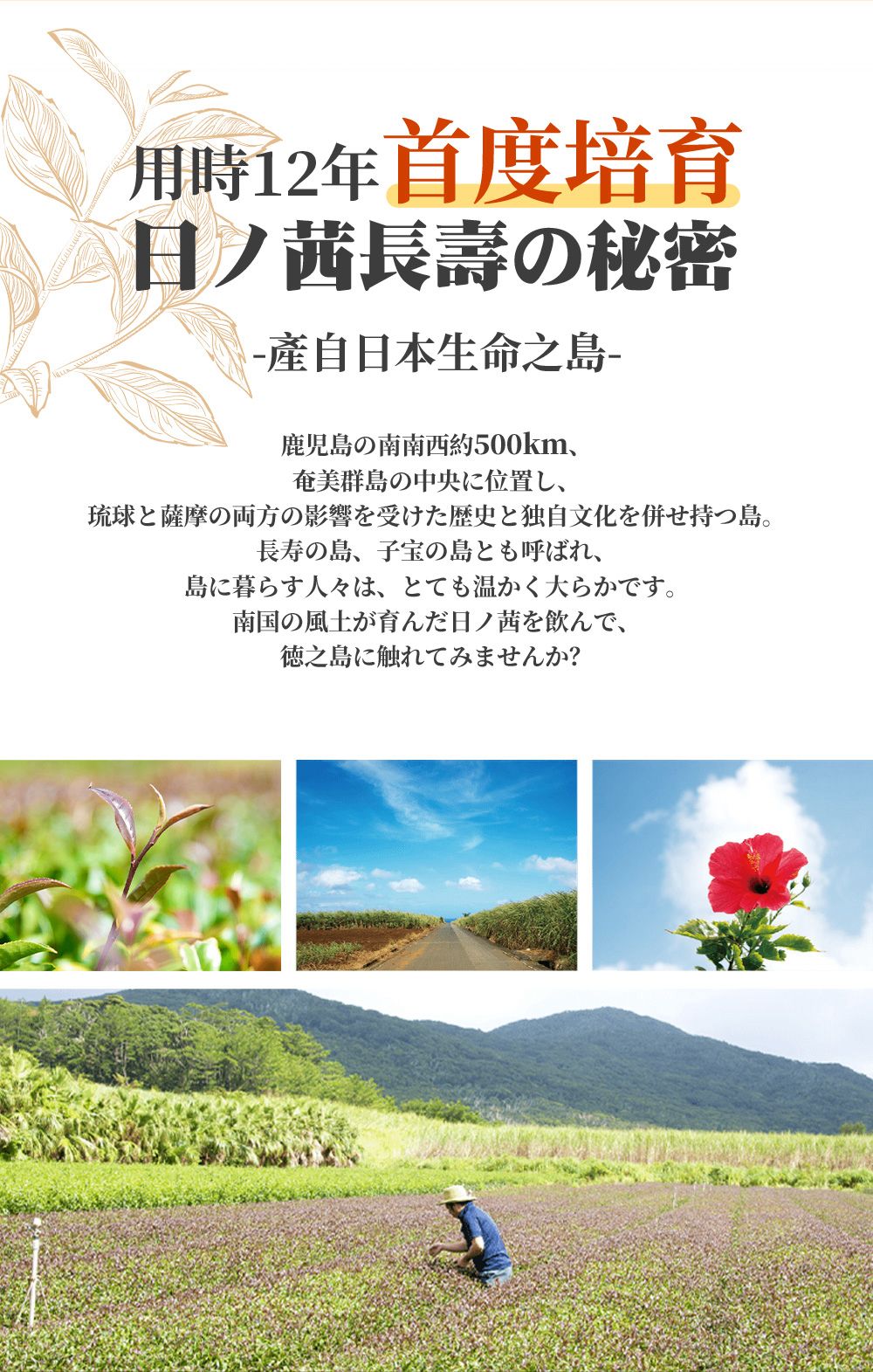 日本製🇯🇵HINOAKANE 鹿兒島長壽茶（1袋20包）