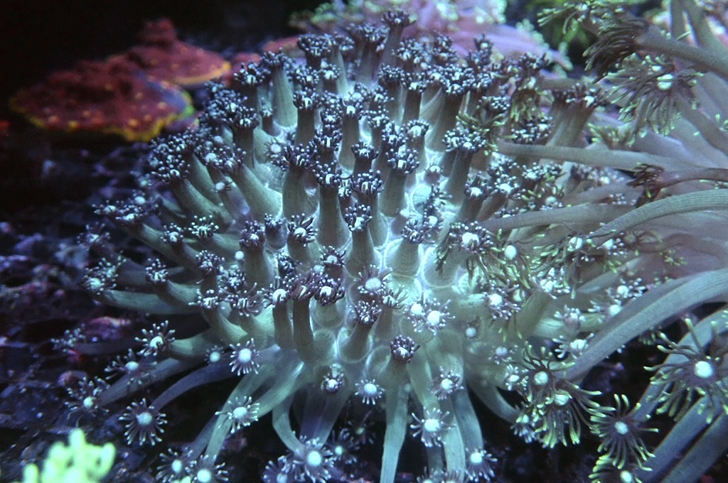 GF6 寶石花（開大約5.5吋）