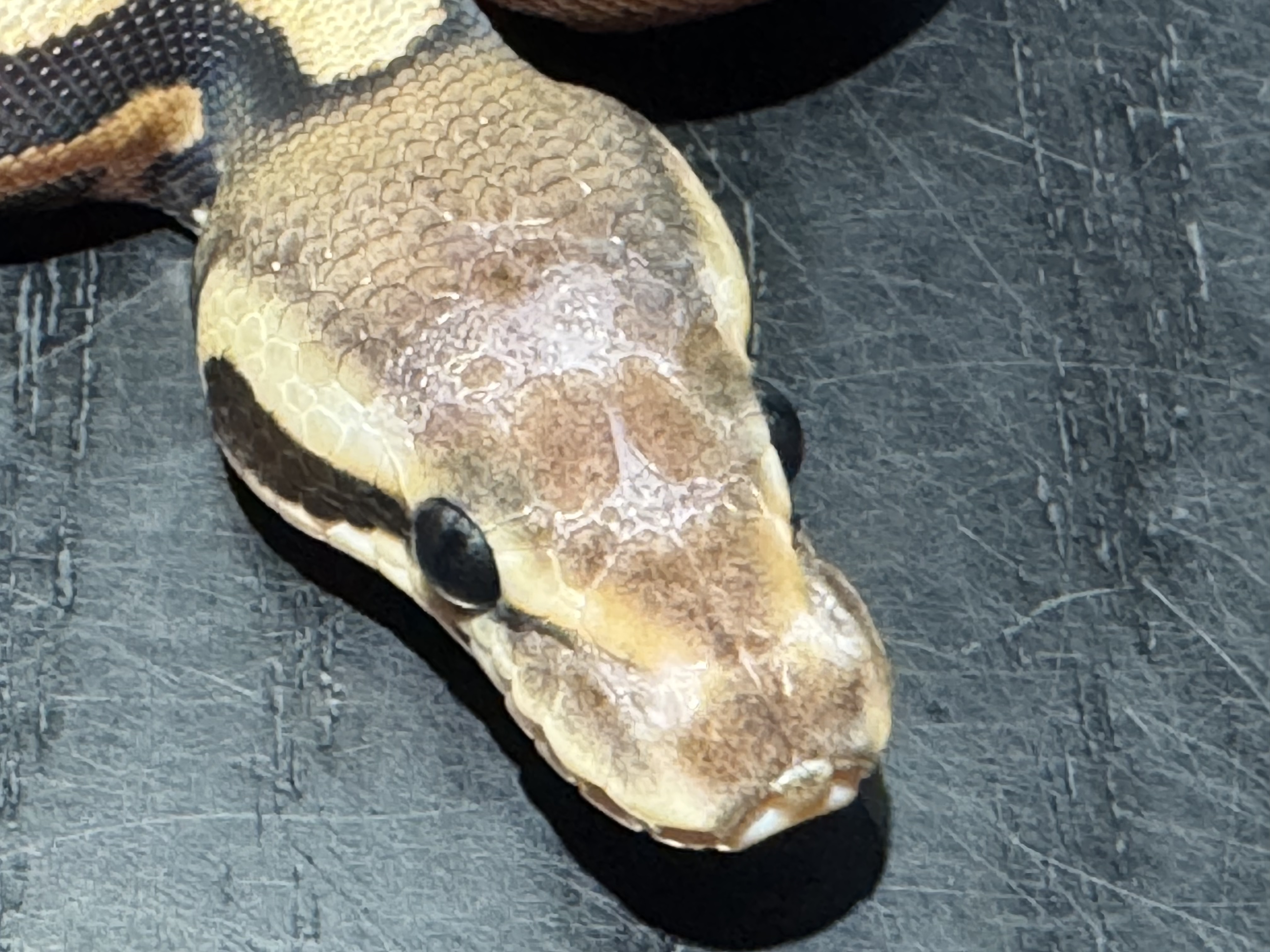 26 Fire Cinnamon Scaleless Head 50% het Ghost 1.0