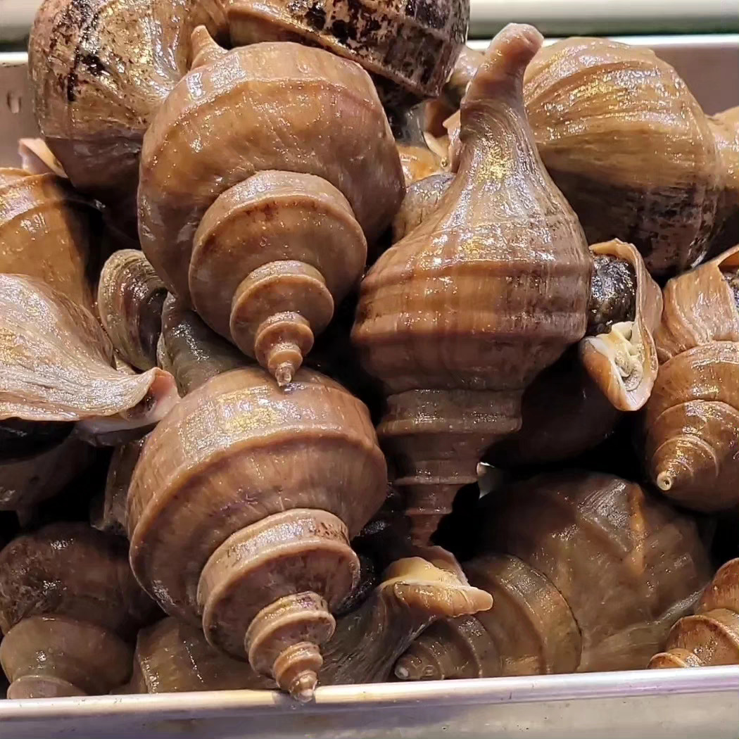 🇯🇵 活日本茶螺 (一般香港夏季有供應)