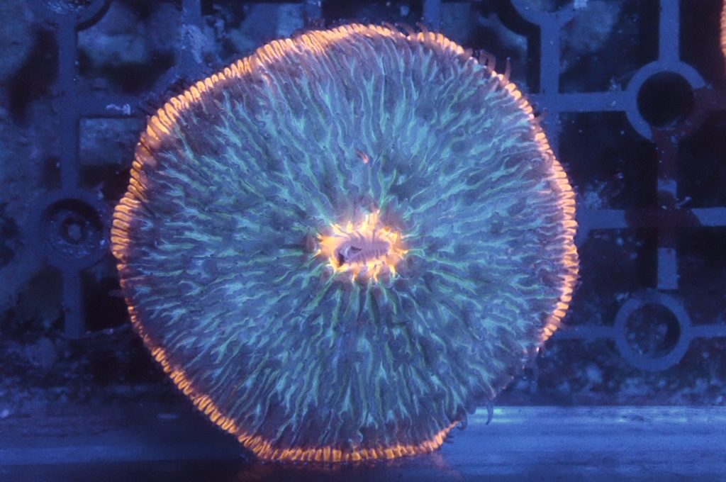 P1 飛碟 （開大約2.5吋）