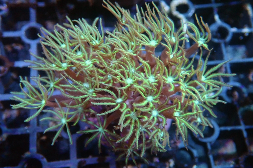 TH5 笙珊瑚 （開大約2.5吋）