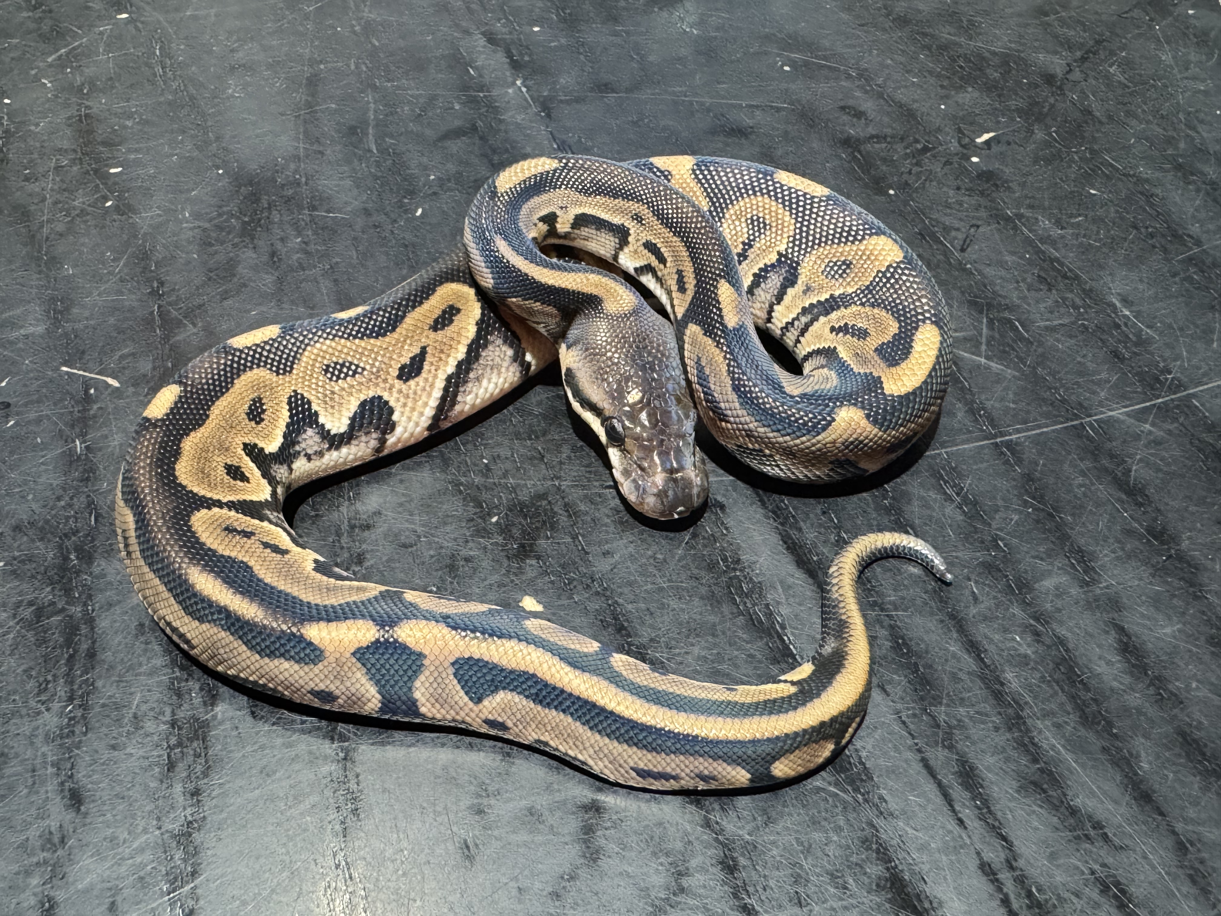 26 Cinnaom Leopard het Clown 0.1