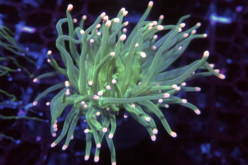 T7 粉點綠火柴（開大約2.5吋）