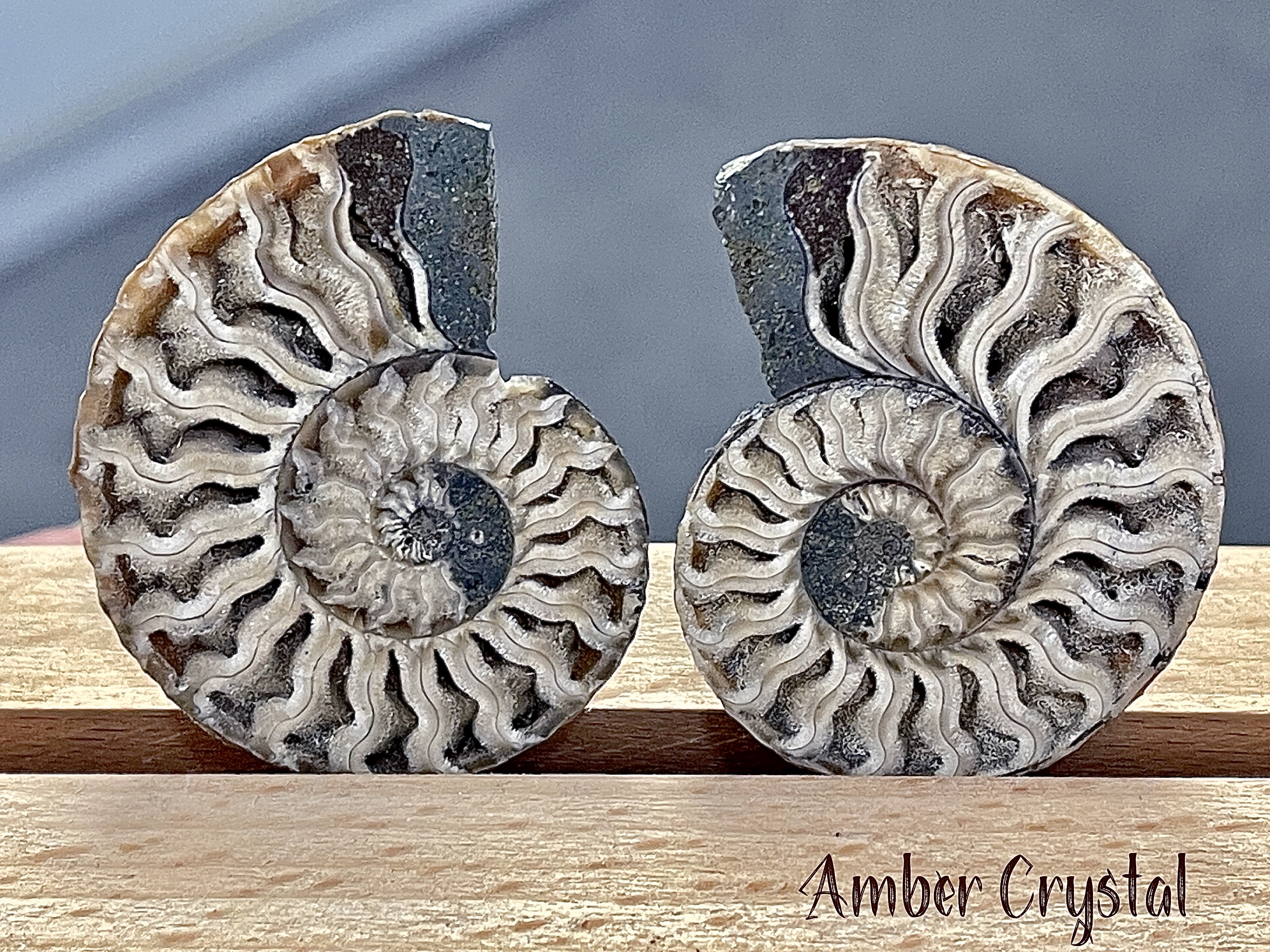 斑彩螺Ammonite 