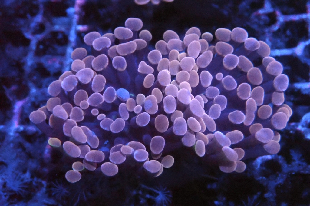 H5 豬腰（開大約2.5吋）