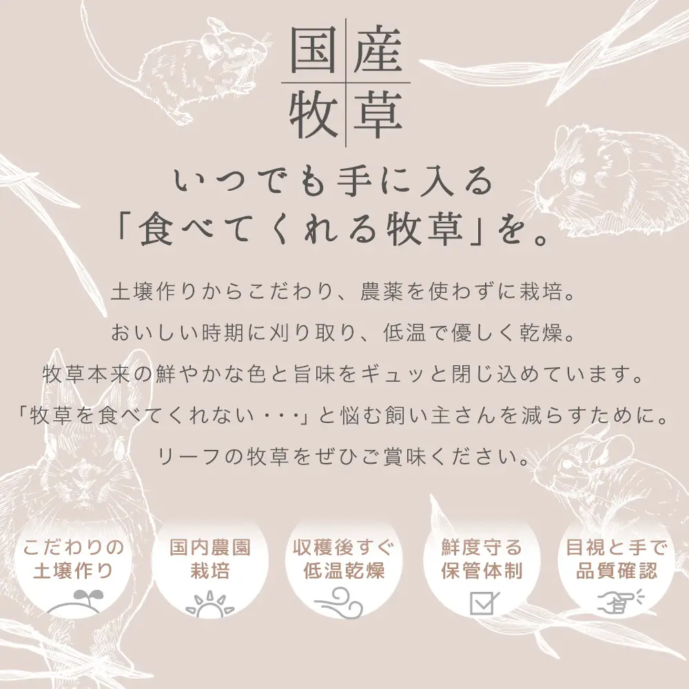 日本Leaf Corp 霜降燕麥草 20g