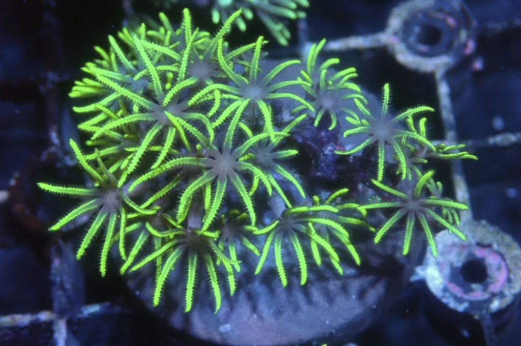 Green 6  綠草皮（開大約1.5吋）