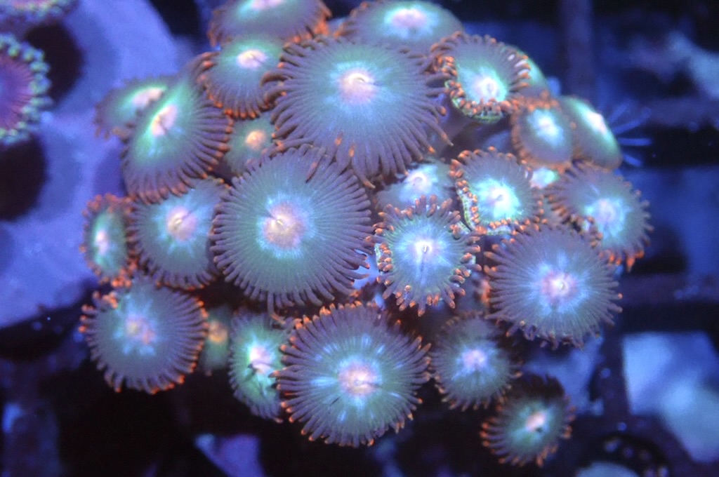 Z15 鈕扣（frag座2cm)