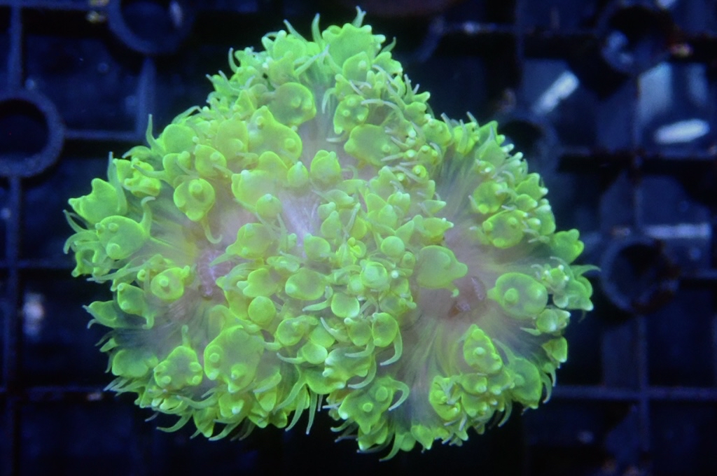 BU6 螢光綠角波子（開大約2.5吋）