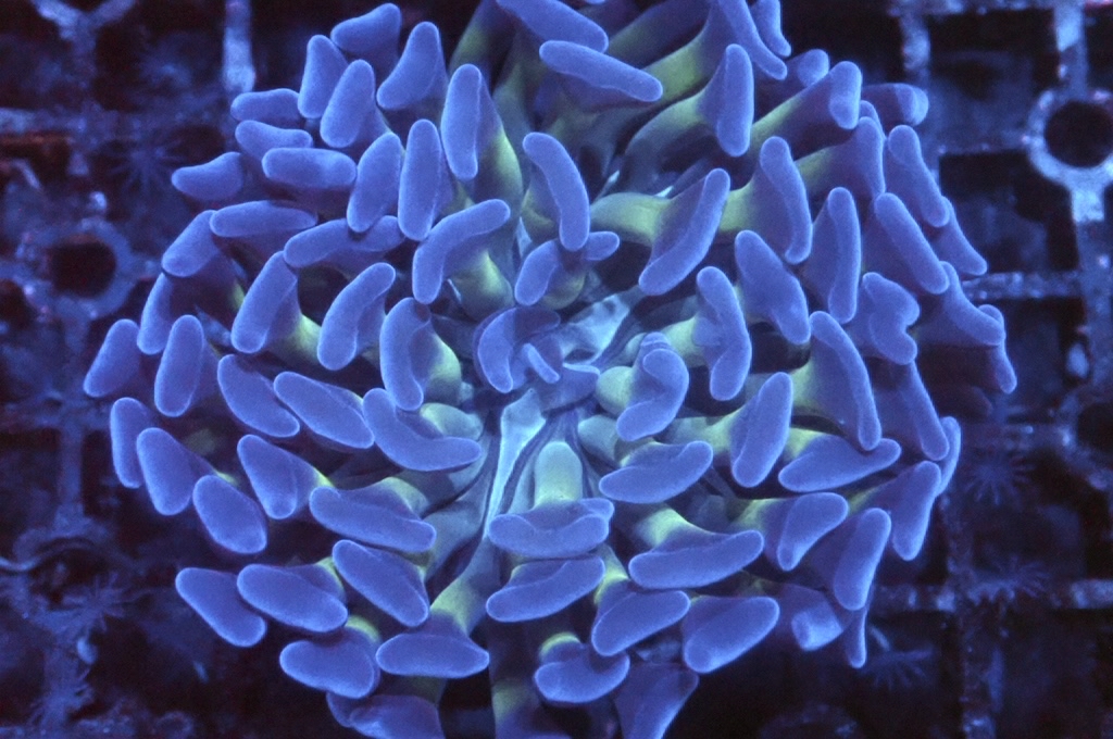 H13 雙色豬腰（開大約2.5吋）