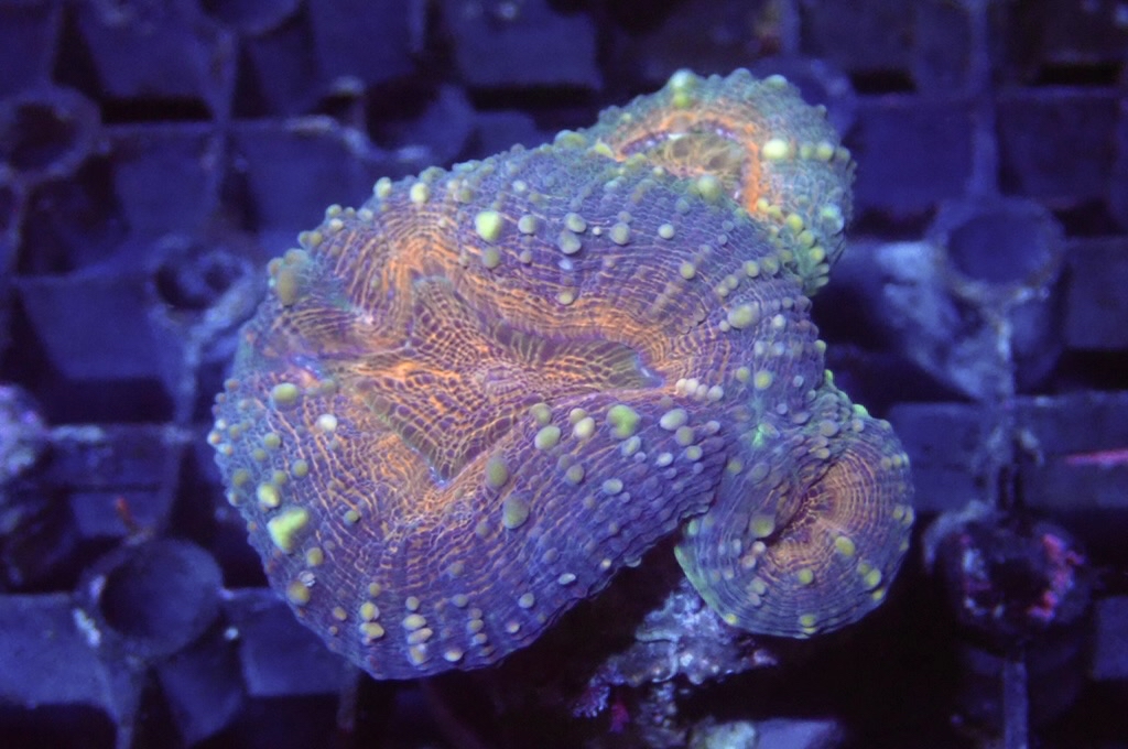 E9 分支骨針腦 （開大約2.5吋）