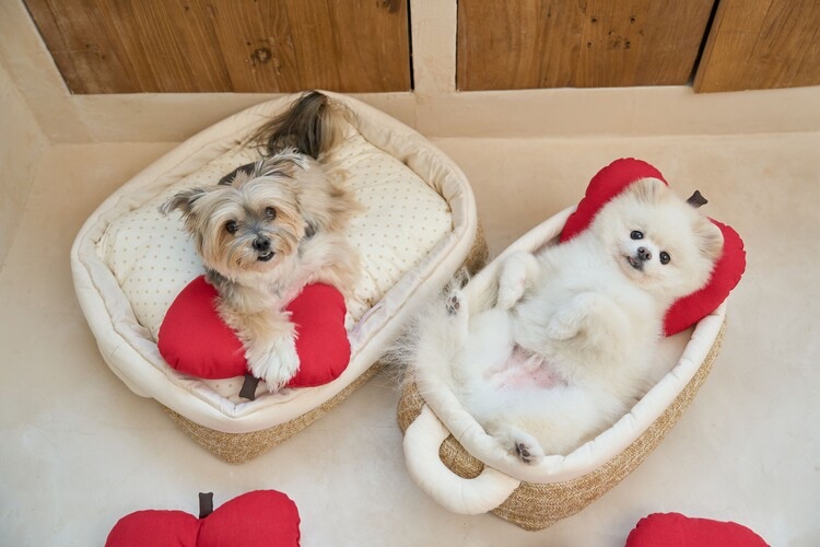 韓國 apple pillow 🍎