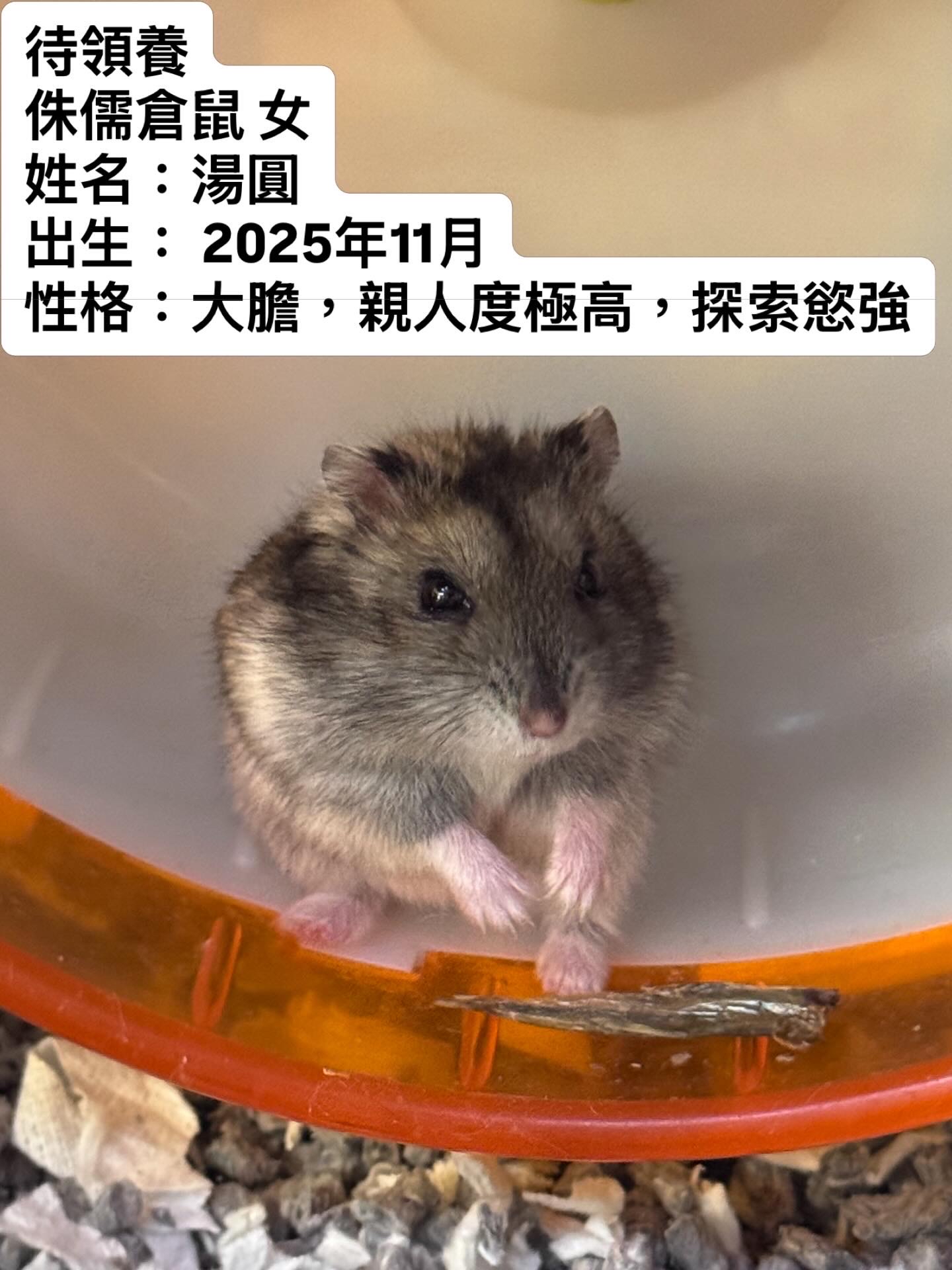 熊仔鼠/倉鼠領養🐹只限門市