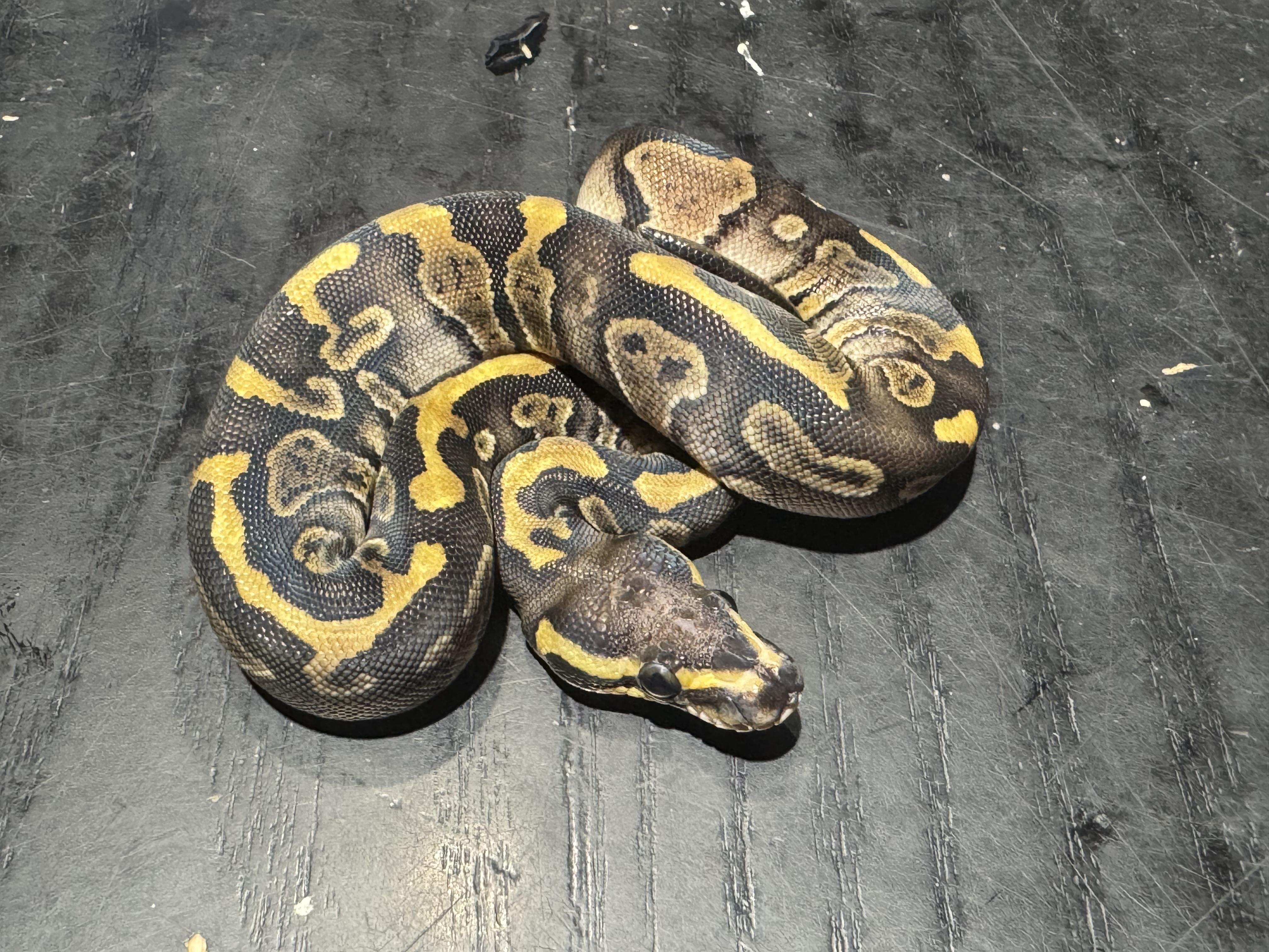 26 het Ghost Scaleless Head poss GHI 0.1