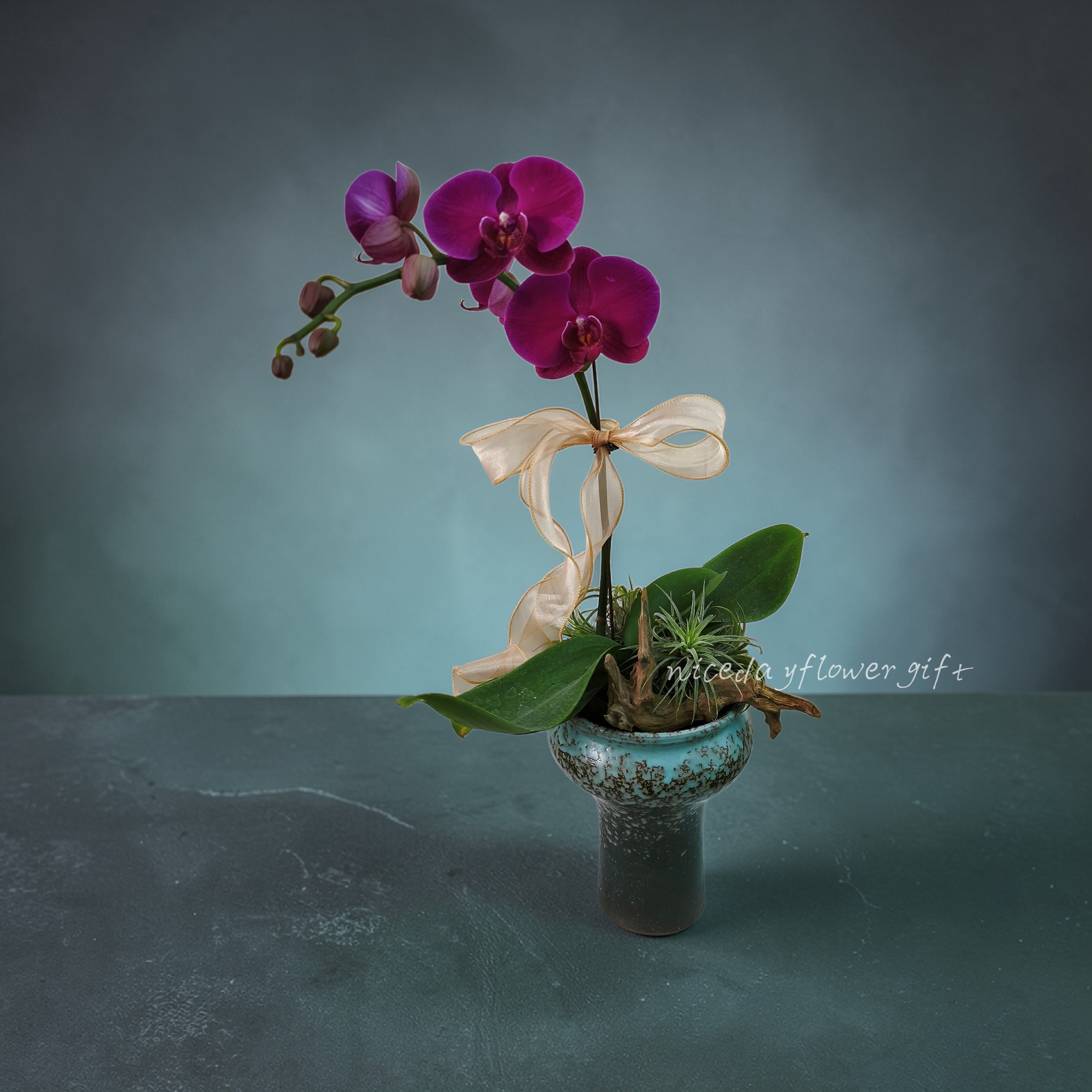 BO13 蝴蝶蘭枱花