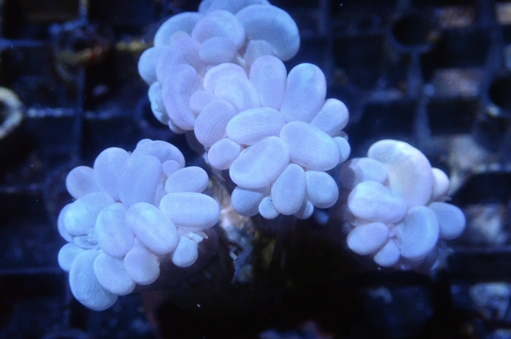 BU5 白波子（大約2. 吋）