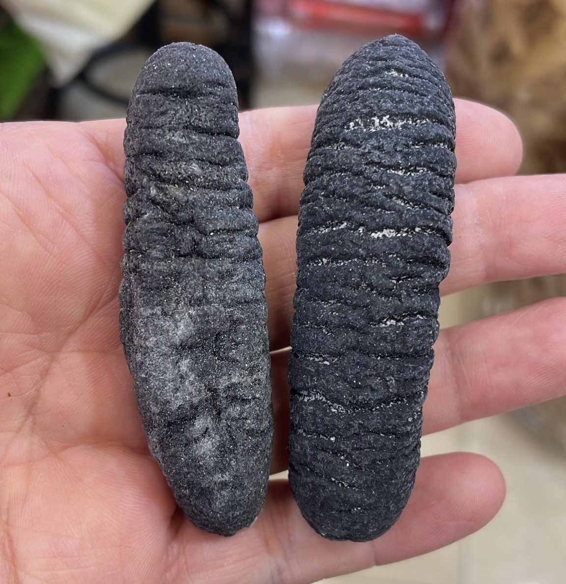 預訂🐎2026 馬年團 澳洲紋禿參26-28頭