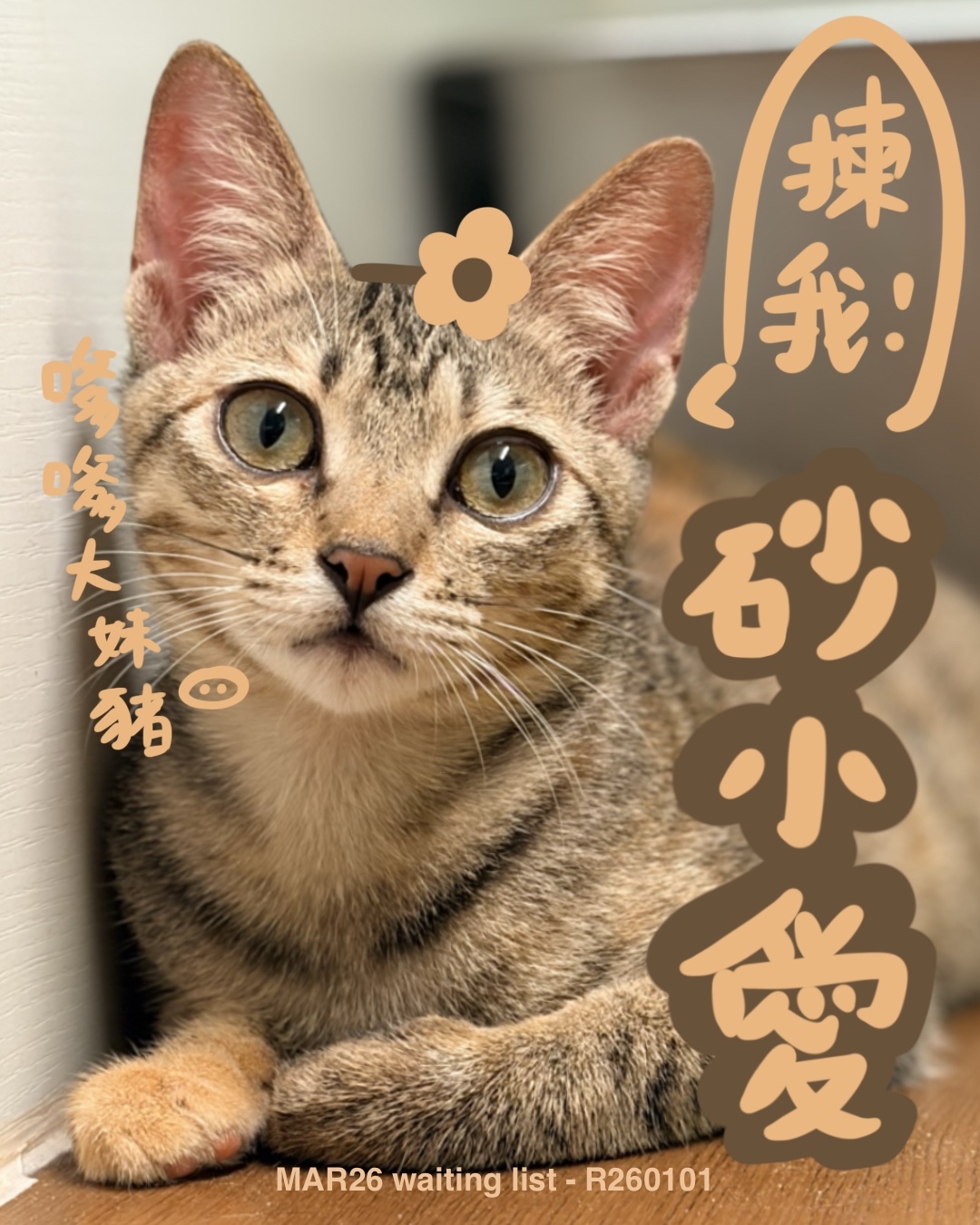助養砂小愛｜指定助養貓咪 Special Plan ｜貓站每月助養計畫