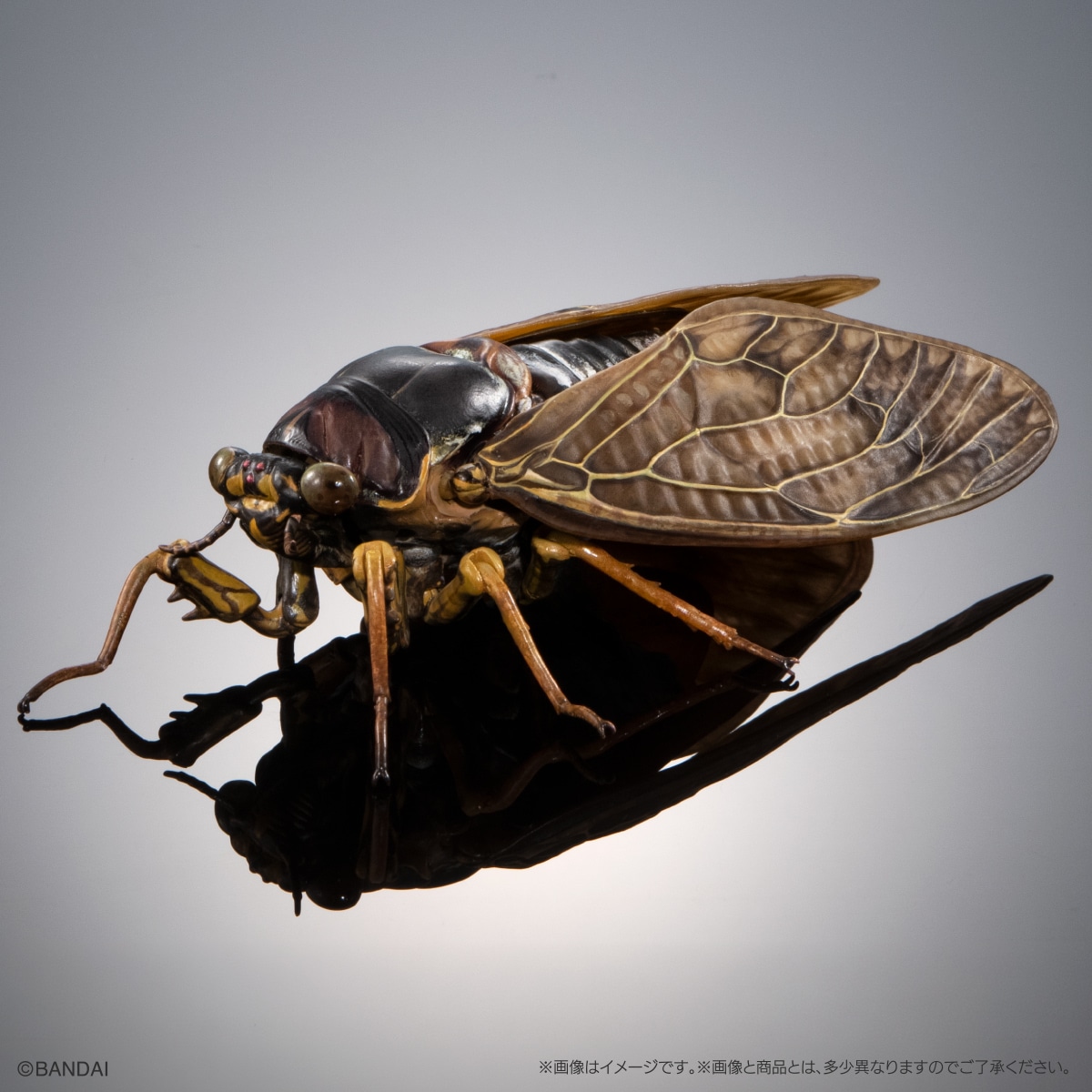(預訂訂金 $100) (總價 $300) (Gashapon Online 限定) Bandai 生物大圖鑑 大棕色蟬 02 展示支架套裝 扭蛋 (行版) Cicada 02 Large Brown Cicada Display Stand Set