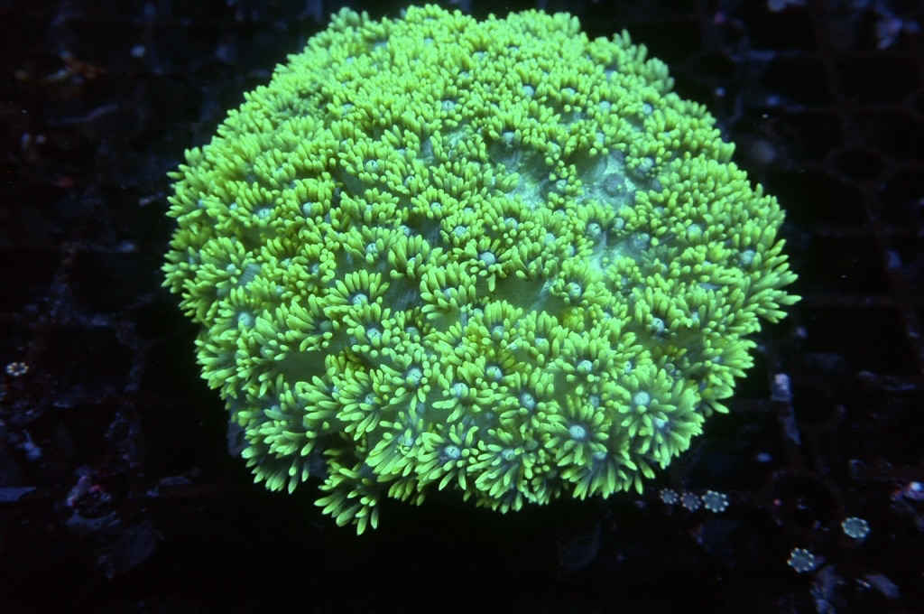 GF11 螢光綠寶石花（開約4.5吋）