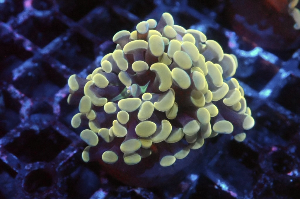 H21 金豬腰（開大約2.5吋）