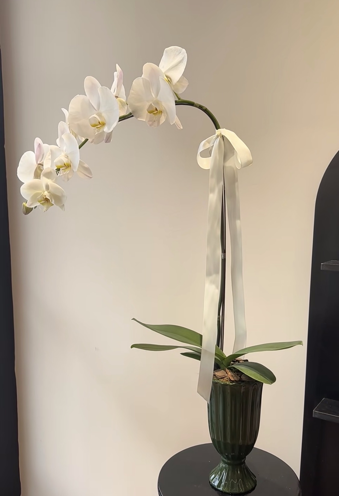 一支獨秀-純白蘭花