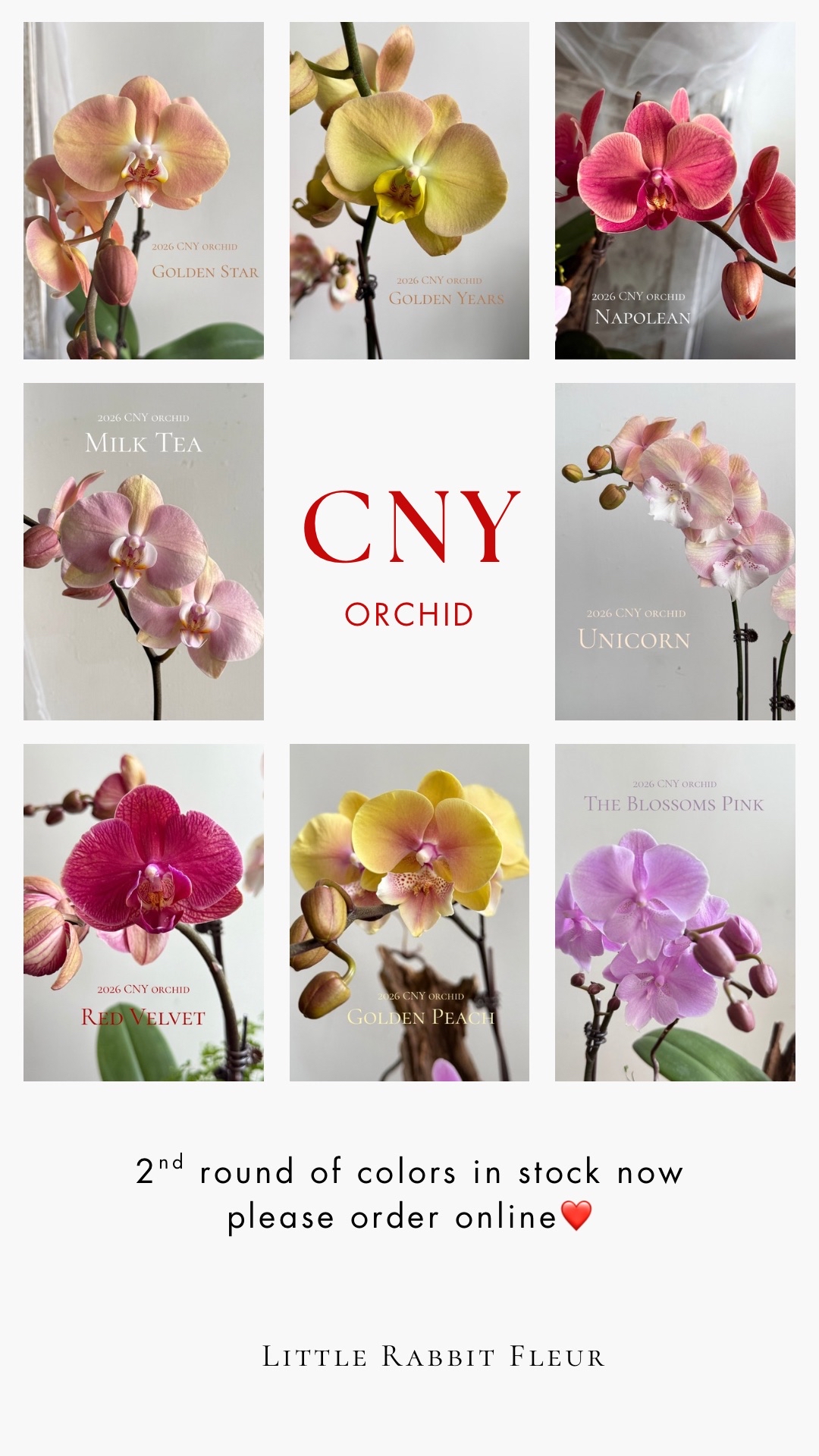2026年 新年蘭花訂製💕 ‼️預訂發貨日期為1月28號至2月10號