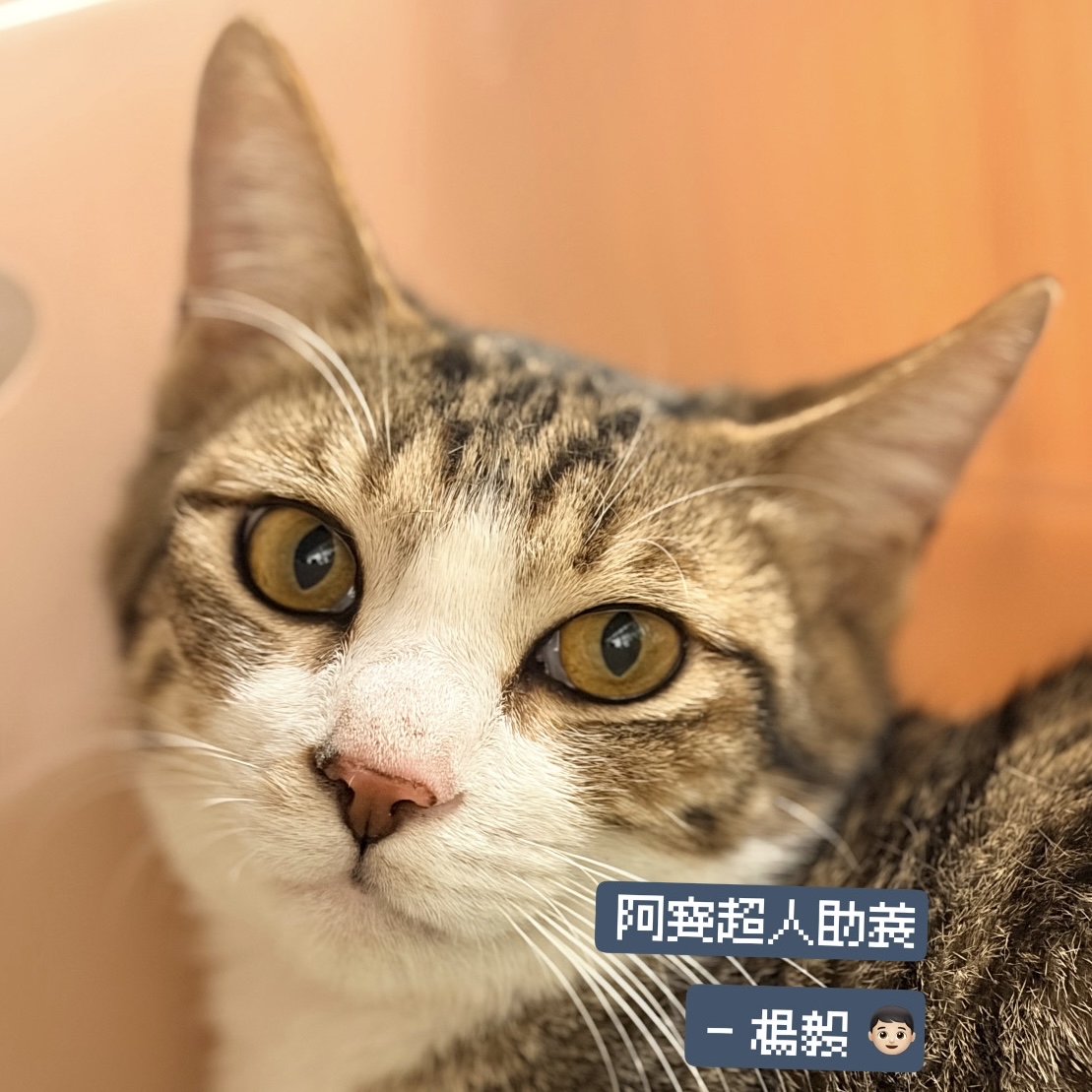 助養楊毅｜指定助養貓咪 Special Plan ｜貓站每月助養計畫