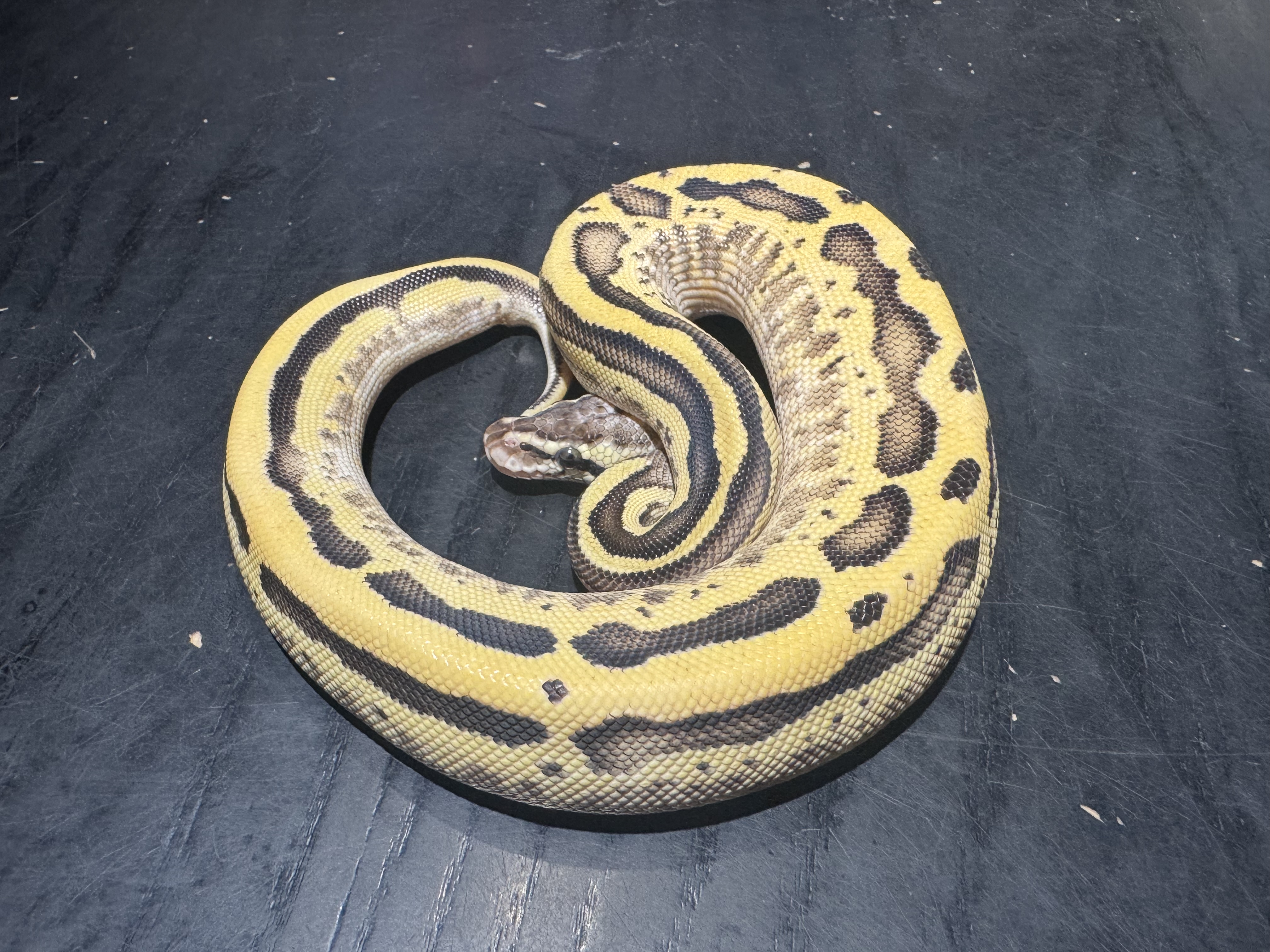 26 Pastel Fire Leopard  Orange Dream Yellow Belly or Asphalt 50% het Pied 1.0