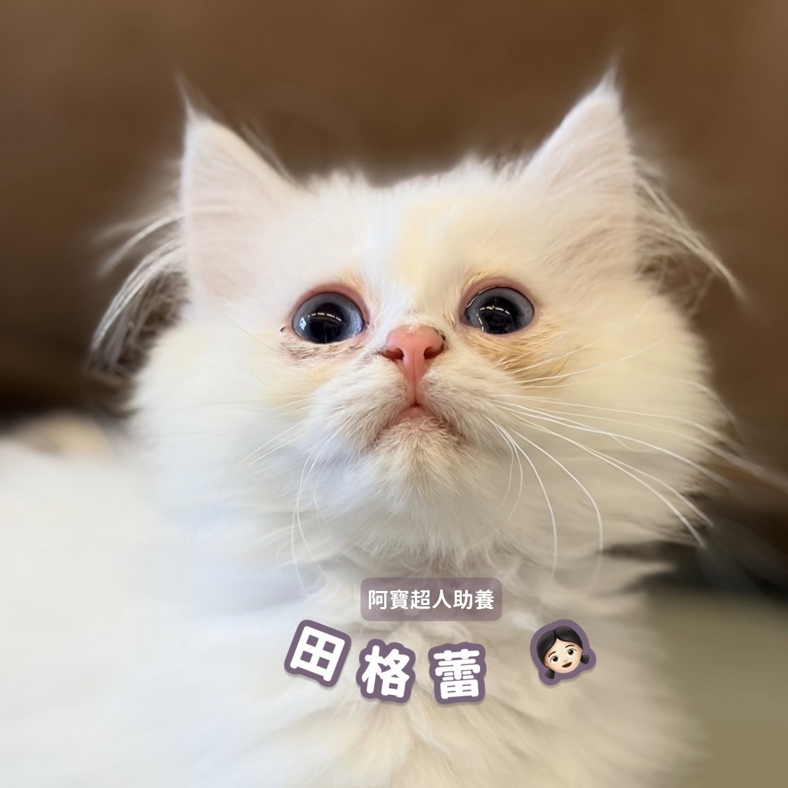 助養田格蕾｜指定助養貓咪 Special Plan ｜貓站每月助養計畫