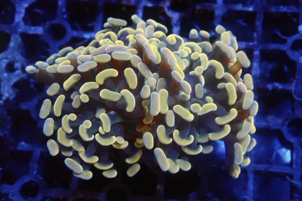 H10 豬腰  （開大約2.5吋）