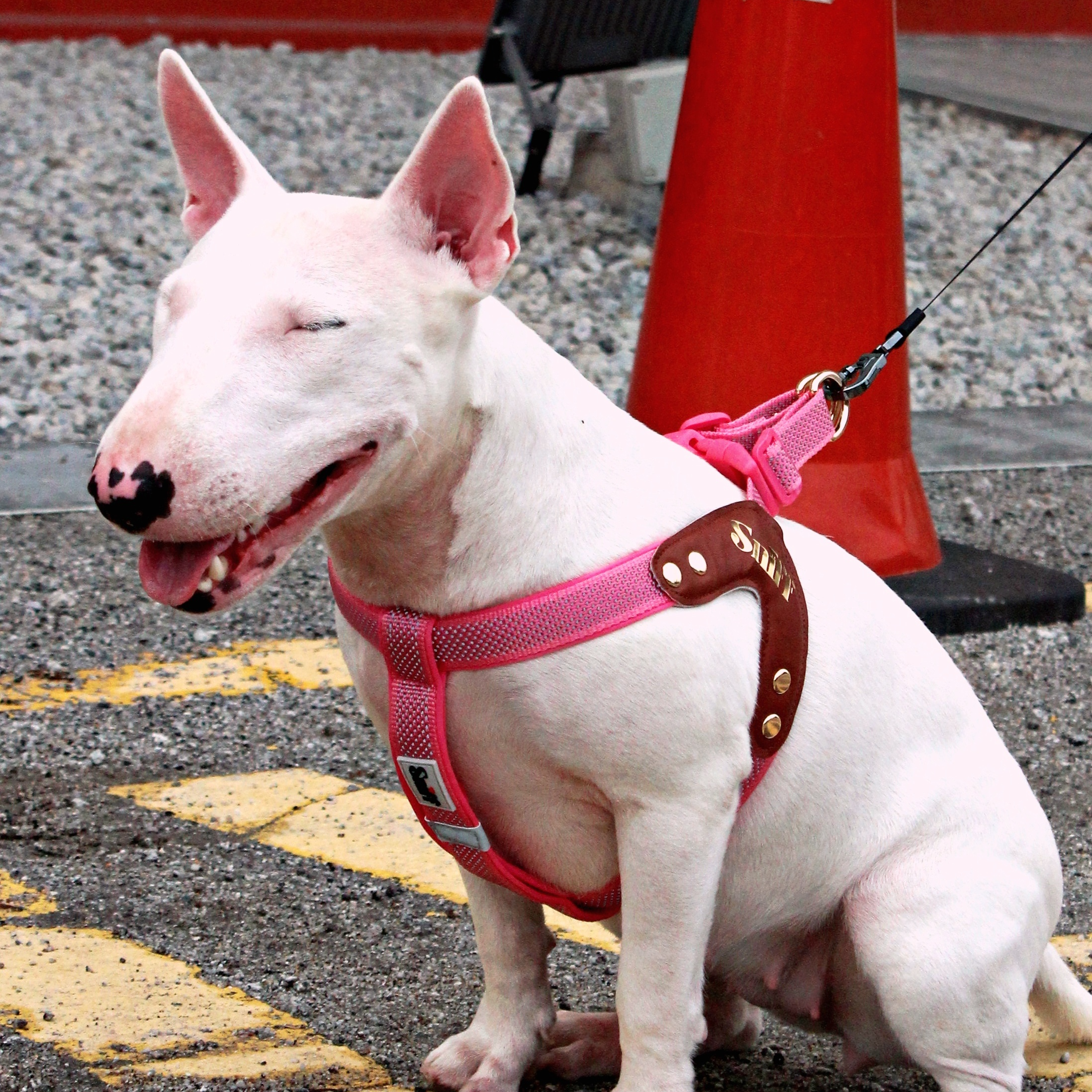 Baby’s Breathe - Rose Gleam