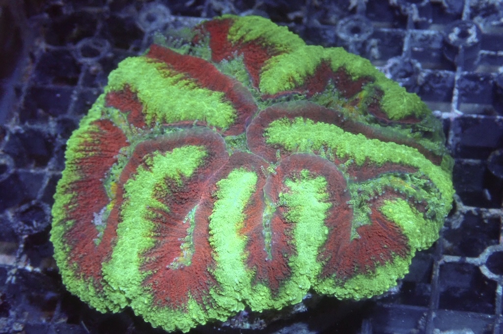 B4 腦（開大約4吋）