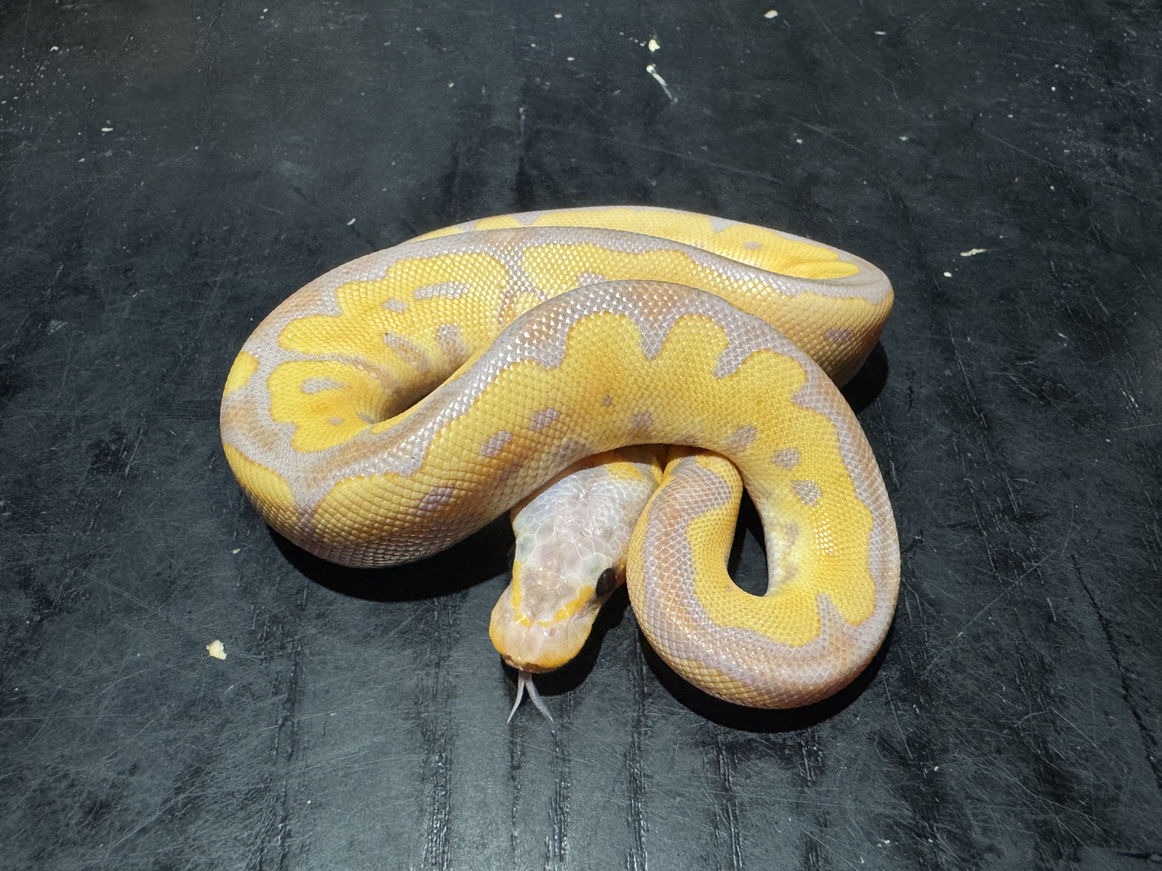 26 Banana Clown 1.0