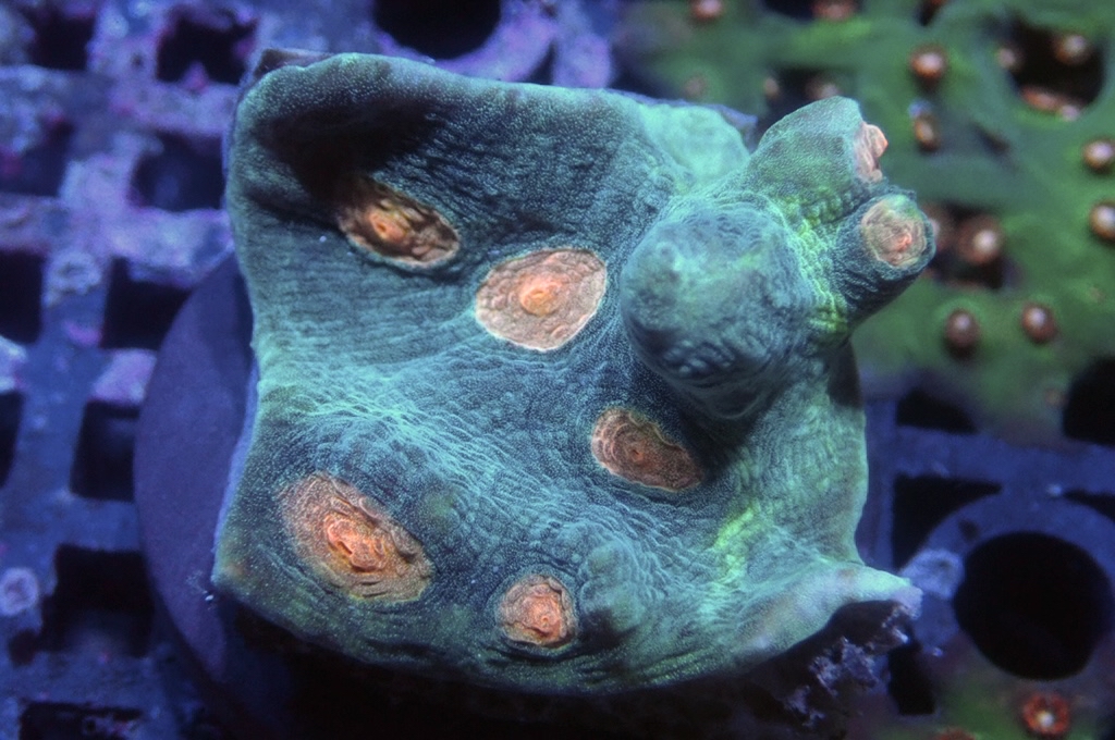 N27（開大約1.5吋）