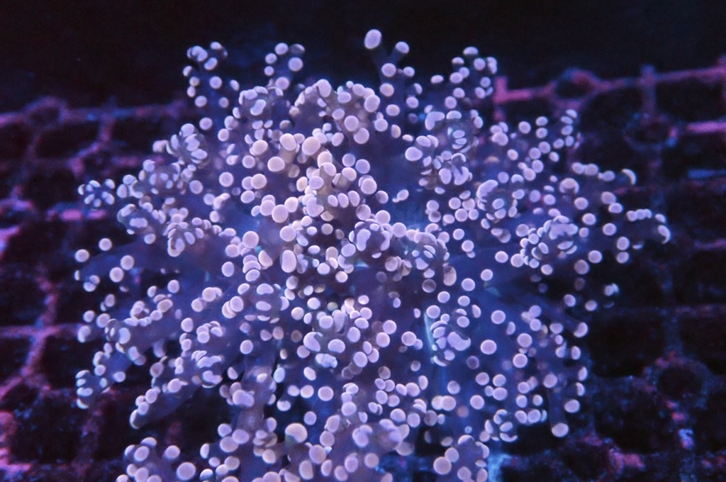 F18 啫喱（開大約3.5吋）