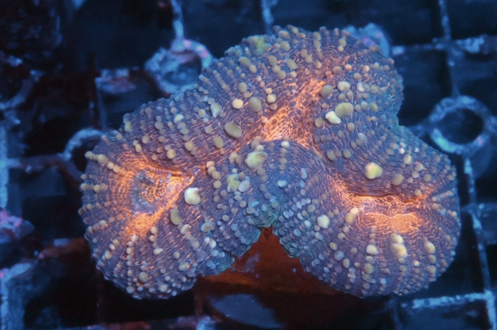 E2 分支骨針腦 （開大約2.5吋）