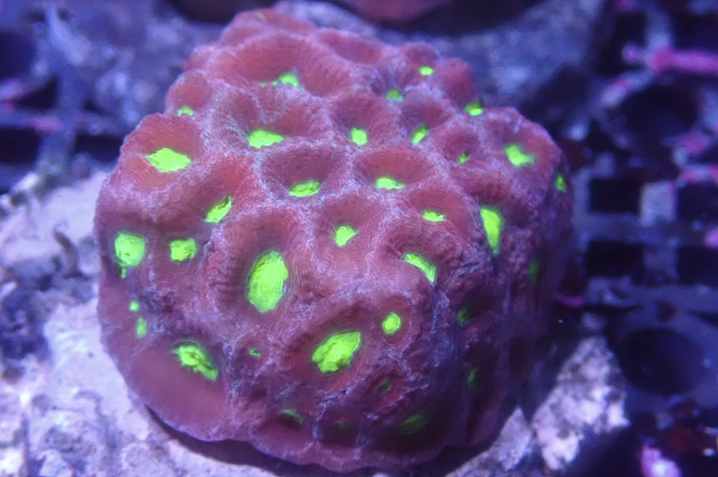 N7 （開大約2吋）