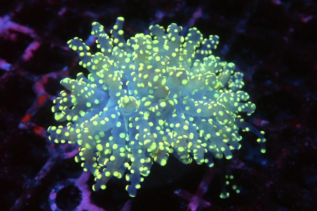 F16 啫喱（開大約2.5吋）