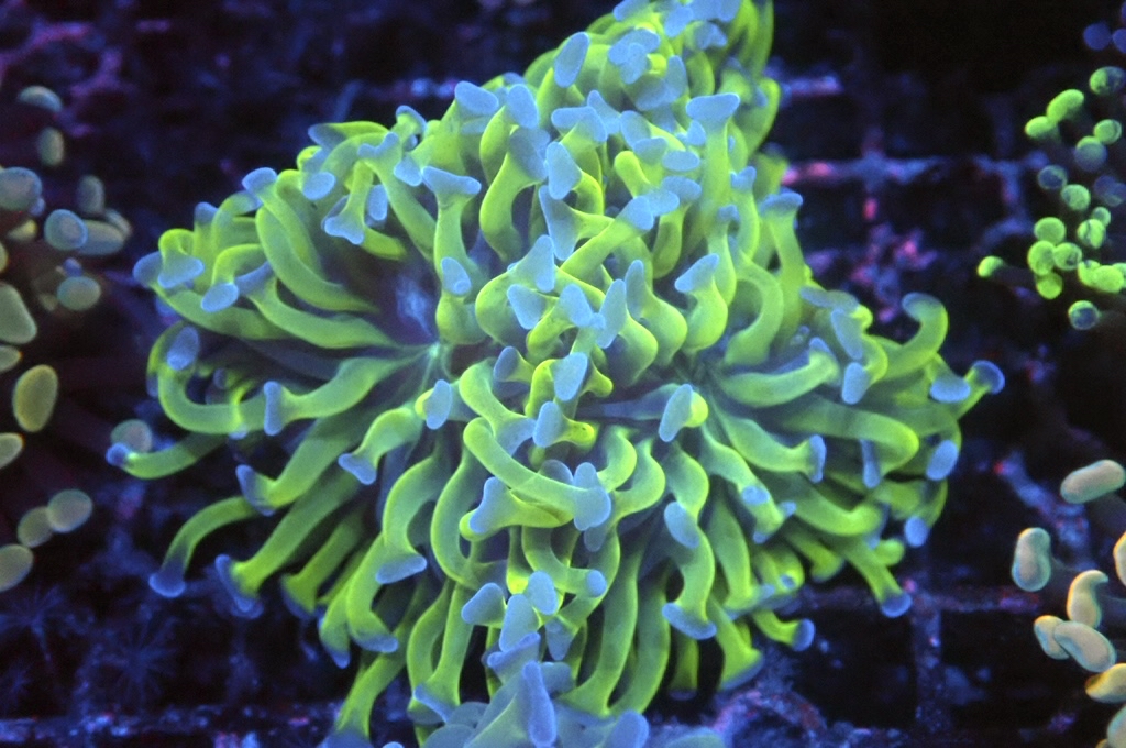 H18 雙色豬腰（開大約2.5吋）