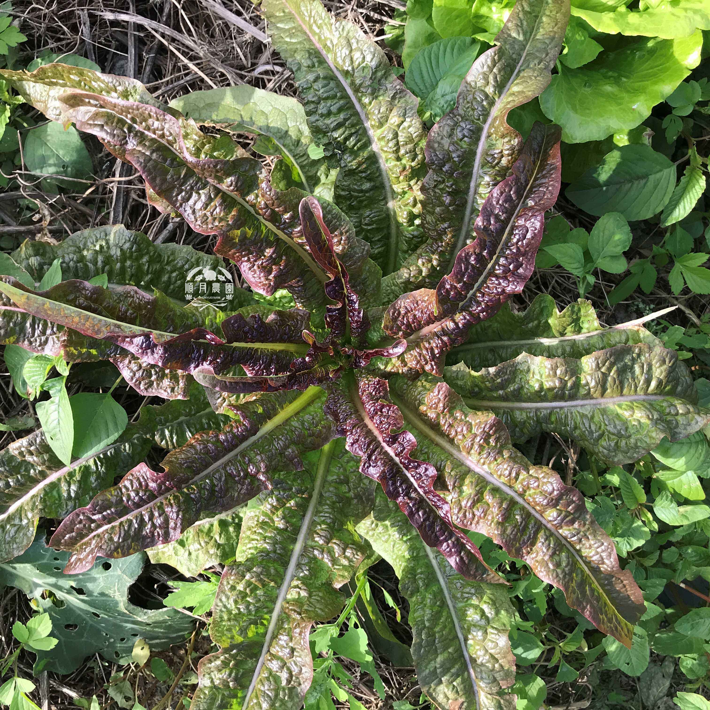台灣順月農園 嫩莖萵苣 / 油麥菜-台灣品種